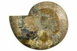 Cut & Polished Ammonite Fossil (Half) - Madagascar #317859-1